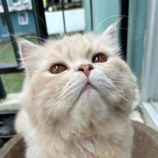 Telegram profile photo for สติ๊กเกอร์ฟรี🐱