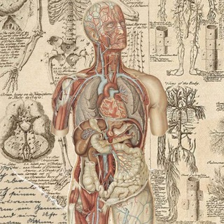 Telegram profile photo for Libros de Anatomia y Fisiologia