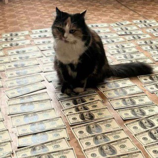 Telegram profile photo for Взаимные подписки ❤️ | кот с баксом 💲