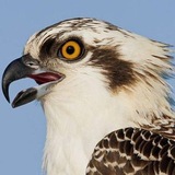 Telegram profile photo for Мойхон