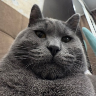 Telegram profile photo for чохз