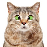 Telegram profile photo for MainzerSamtpfötchen