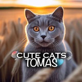 Telegram profile photo for 𝐂𝐀𝐓 𝐓𝐎𝐌𝐀𝐒