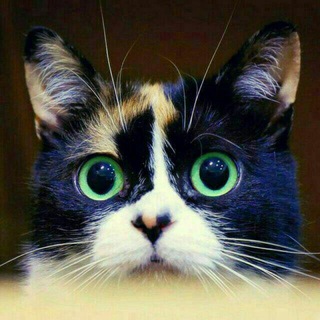 Telegram profile photo for چه جالب❗️