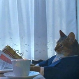 Telegram profile photo for Breaking cat news