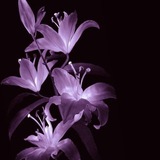 Telegram profile photo for 『世界』 | siri's info (˵˃ ᗜ ˂˵)っ