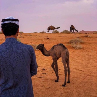 Telegram profile photo for قناة ناجح الشراري