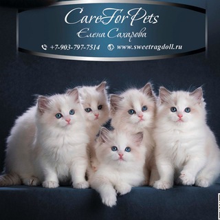 Telegram profile photo for Питомник Рэгдоллов CareForPets*ru