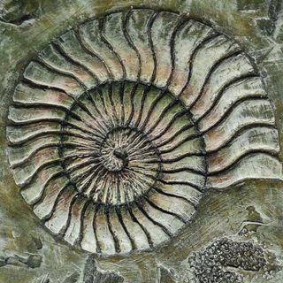 Telegram profile photo for PALEONTOLOGY CONFESSION!