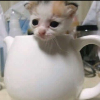 Telegram profile photo for 418 I'm a Teapot 🫖