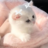 Telegram profile photo for Пруфы/мм2/адопт
