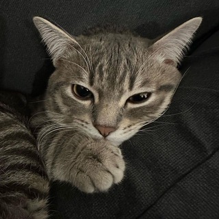 Telegram profile photo for mjioha's journey ( exit liquidity )