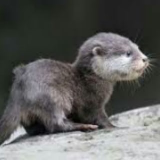 Telegram profile photo for Hourly Otter
