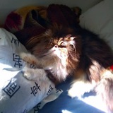 Telegram profile photo for Miny's Photography