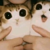 Telegram profile photo for βπβππ½ππππ | Ceka's