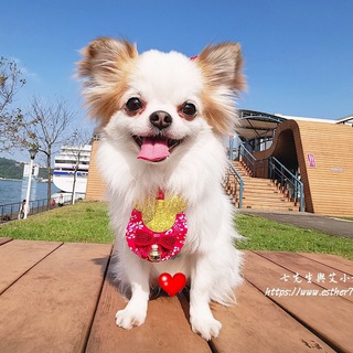 Telegram profile photo for 七先生與艾小姐