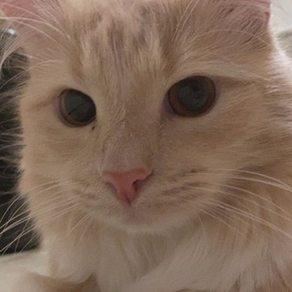 Telegram profile photo for Котикс | Скальпинг