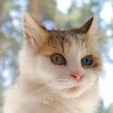 Telegram profile photo for Цветной