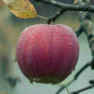 Telegram profile photo for اسرار خوراك طبيعى (معصومه داورزنی)