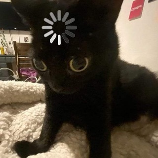 Telegram profile photo for یهدانه