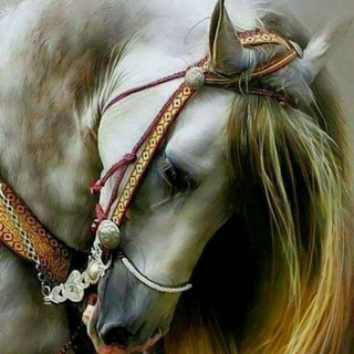 Telegram profile photo for شہذًرٳتہ مـْﯝحہدٍ 🍁🌸‘