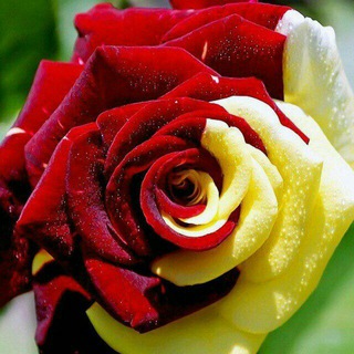 Telegram profile photo for اطباق ووصفات سهلةو سريعة