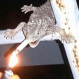 Telegram profile photo for Цитатник хуйні