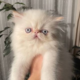 Telegram profile photo for Коробка с котами