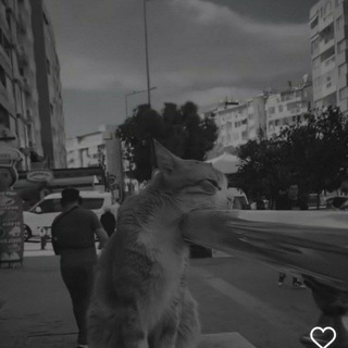 Telegram profile photo for “ END “