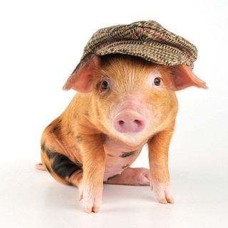 Telegram profile photo for KepkaShop загон