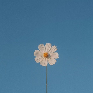 Telegram profile photo for Bloom
