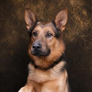 Telegram profile photo for Приют Некрасовка 101_hvostik