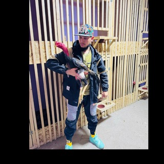Telegram profile photo for Boʻri Xoʻrozlari