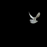 Telegram profile photo for بقايا إنسان
