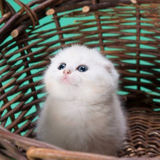 Telegram profile photo for Мои Коты