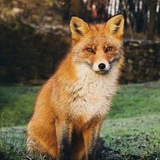 Telegram profile photo for Амальгама