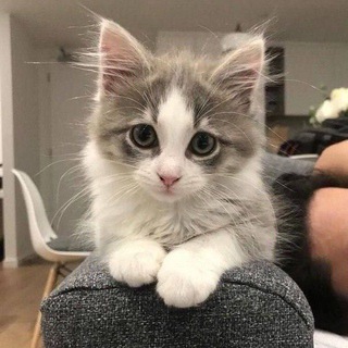 Telegram profile photo for Уголок котиков