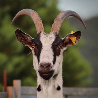 Telegram profile photo for Ноев ковчег