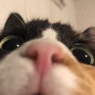 Telegram profile photo for Missy meow🐾