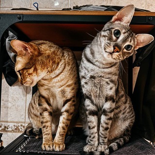Telegram group profile photo for Фотошкола Булавиной_Chat
