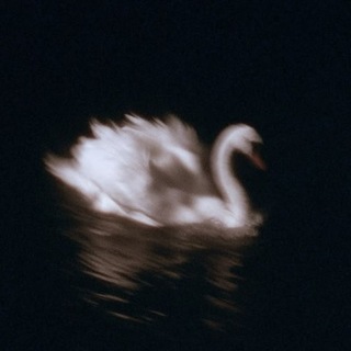 Telegram profile photo for ستاره شب من :)