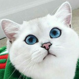 Telegram profile photo for Catsofinstagram