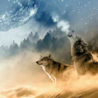 Telegram group profile photo for Olimpo del lobo