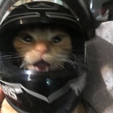 Telegram profile photo for オレンジ色の猫
