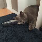Telegram profile photo for Ленивые хроники | Nyan-pir