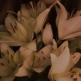 Telegram profile photo for 𝒊𝒏𝒇𝒐 𝐜𝐚𝐦𝐩 «𝐬𝐮𝐦𝐦𝐞𝐫»