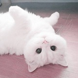 Telegram profile photo for ๐๐๐๐๐๐๐๐๐ ๐๐๐๐๐๐๐๐๐