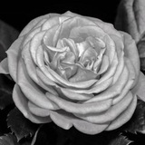 Telegram profile photo for Fallin Flower