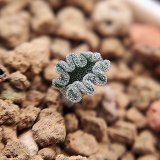 Telegram profile photo for Mimamu_plants & geckos