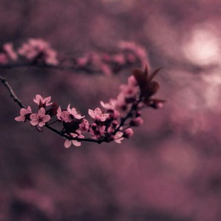 Telegram profile photo for إحساس مُترجم 💜🌸